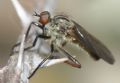Empis aestiva